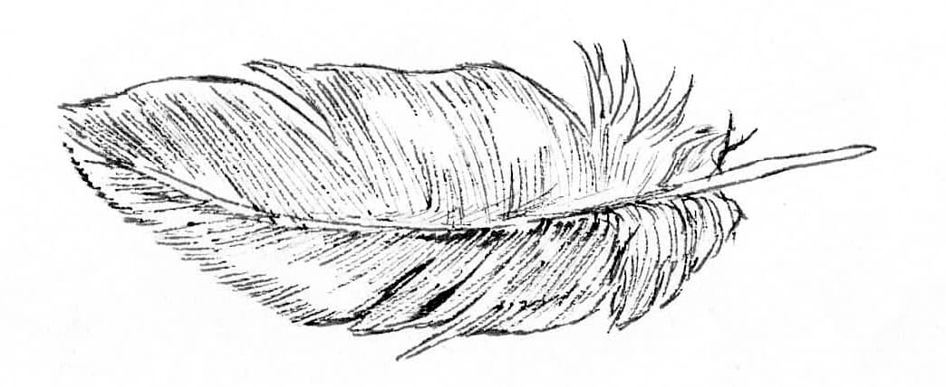 Feather