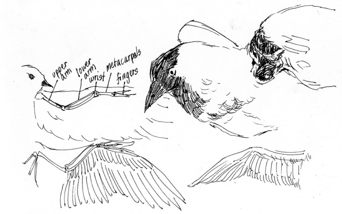 Wings and Injured Bird