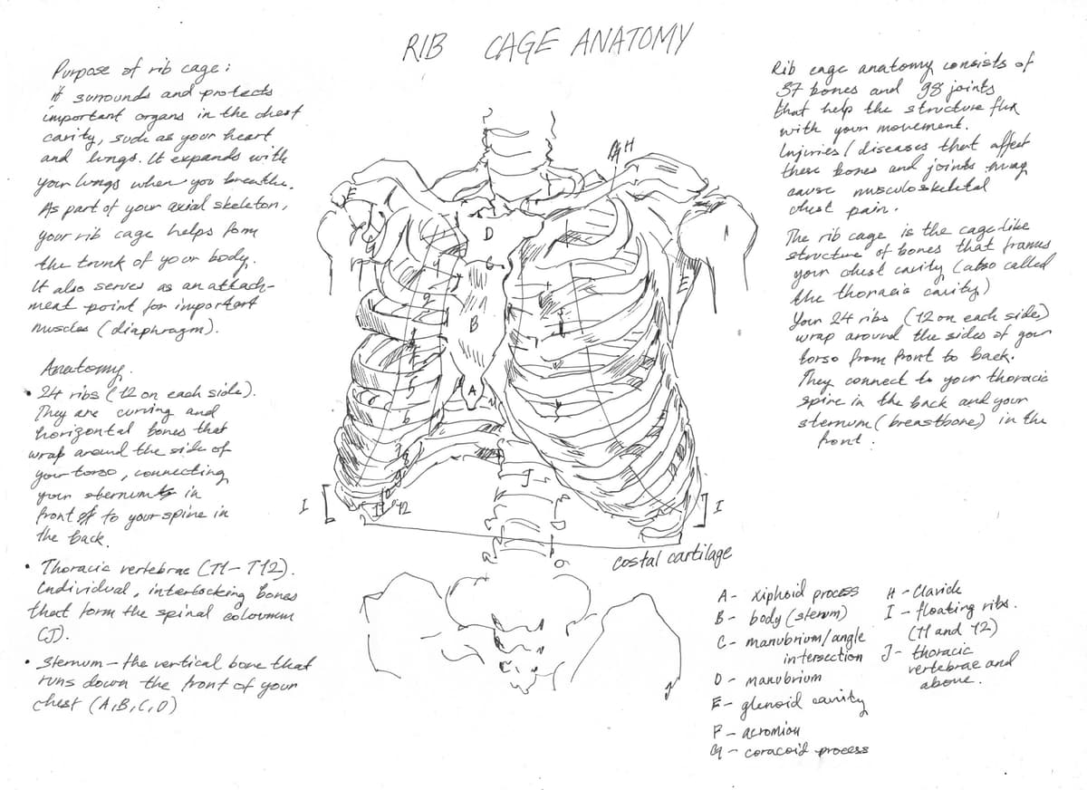 Rib Cage Anatomy