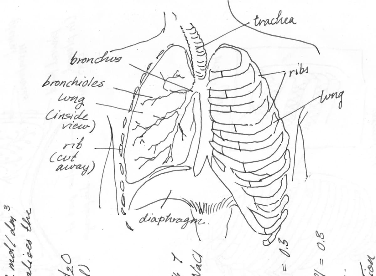 Thoracic Cavity Anatomy