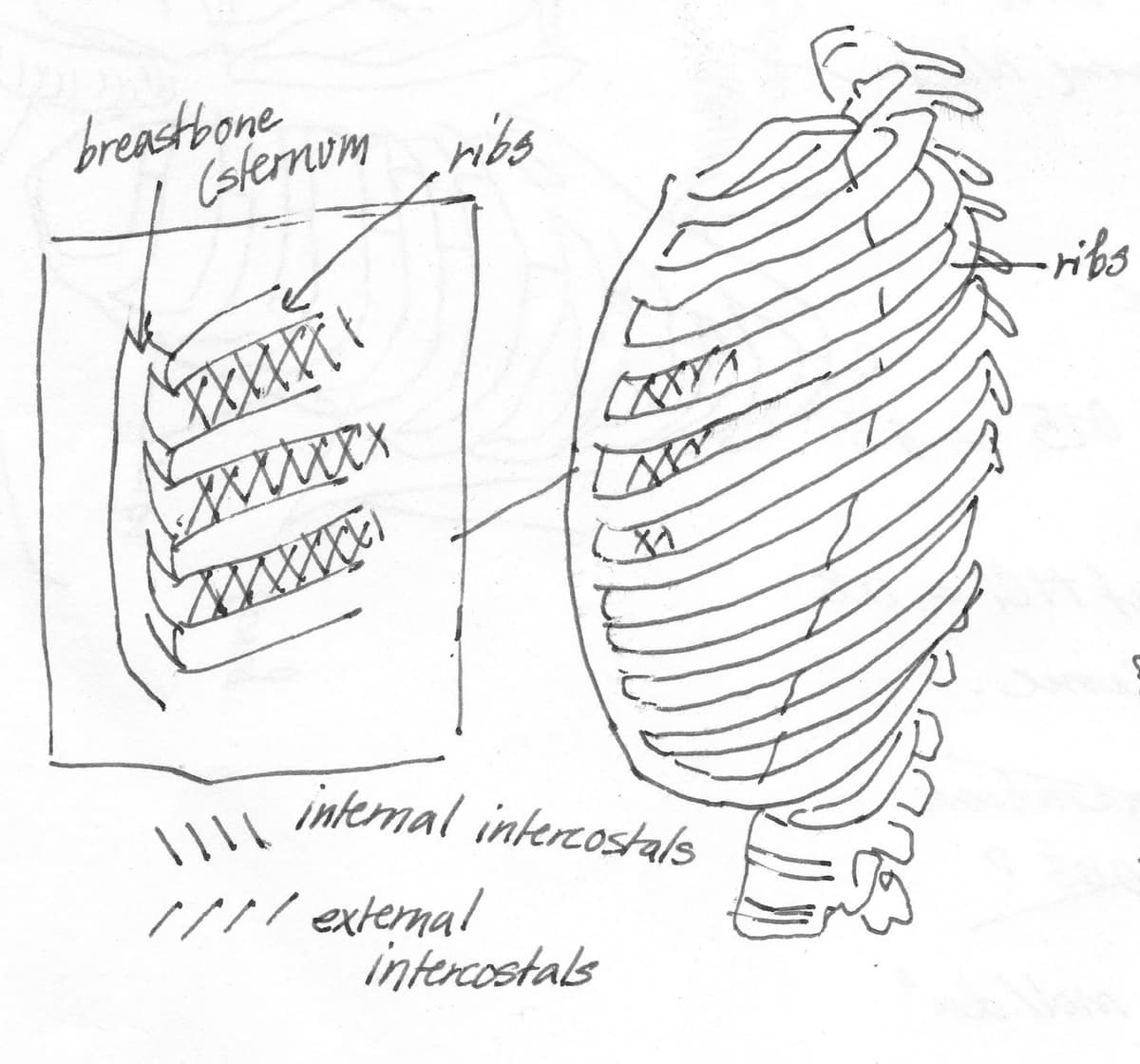 Intercostal Muscles