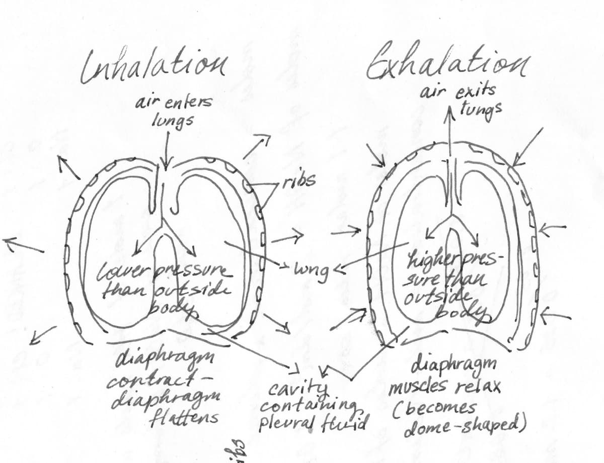 Inhaling/Exhaling Lungs