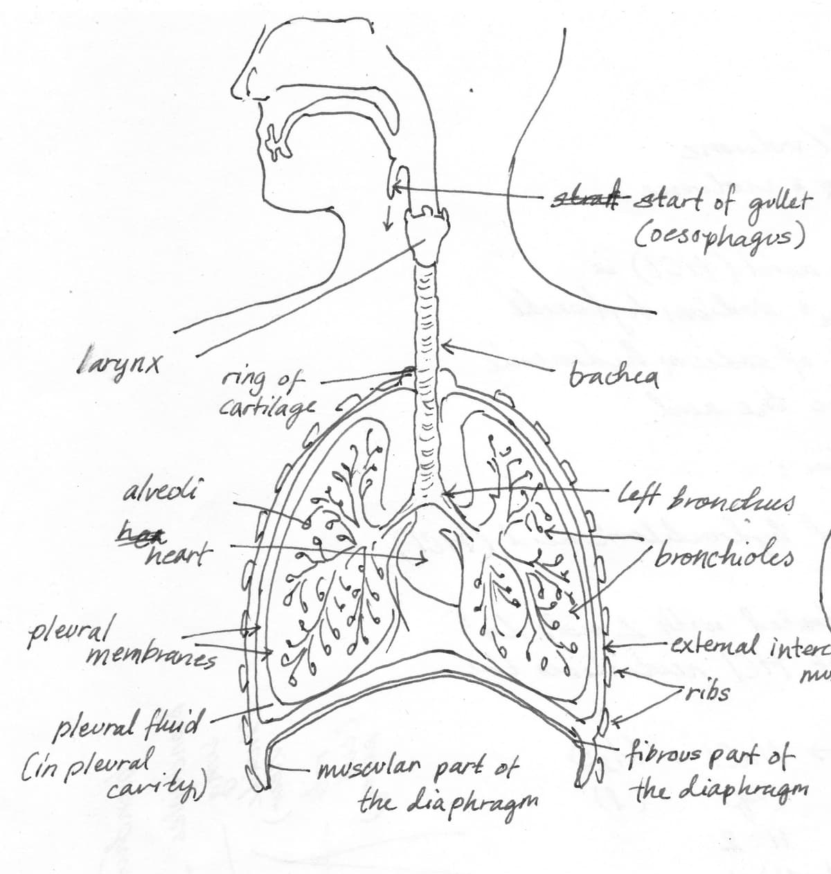 Human Anatomy