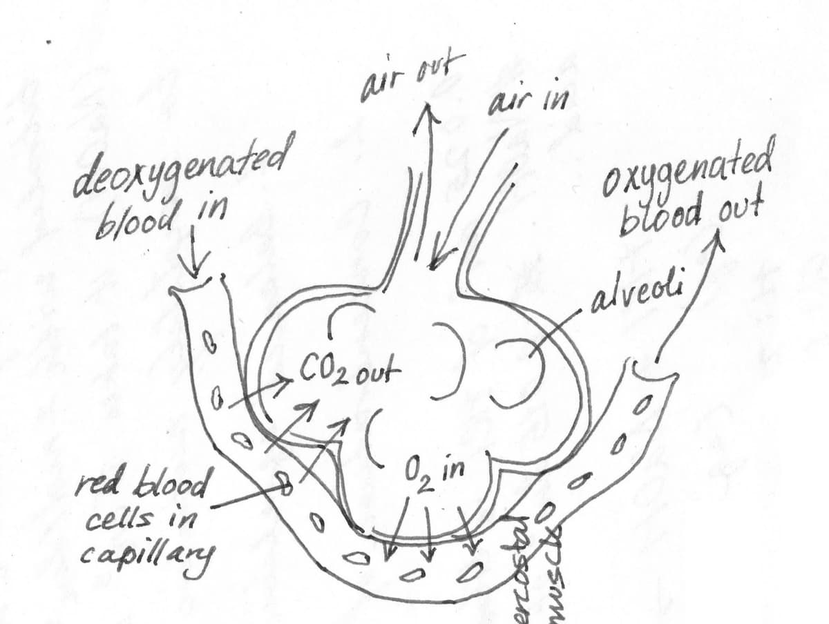 Alveoli and Capillaries