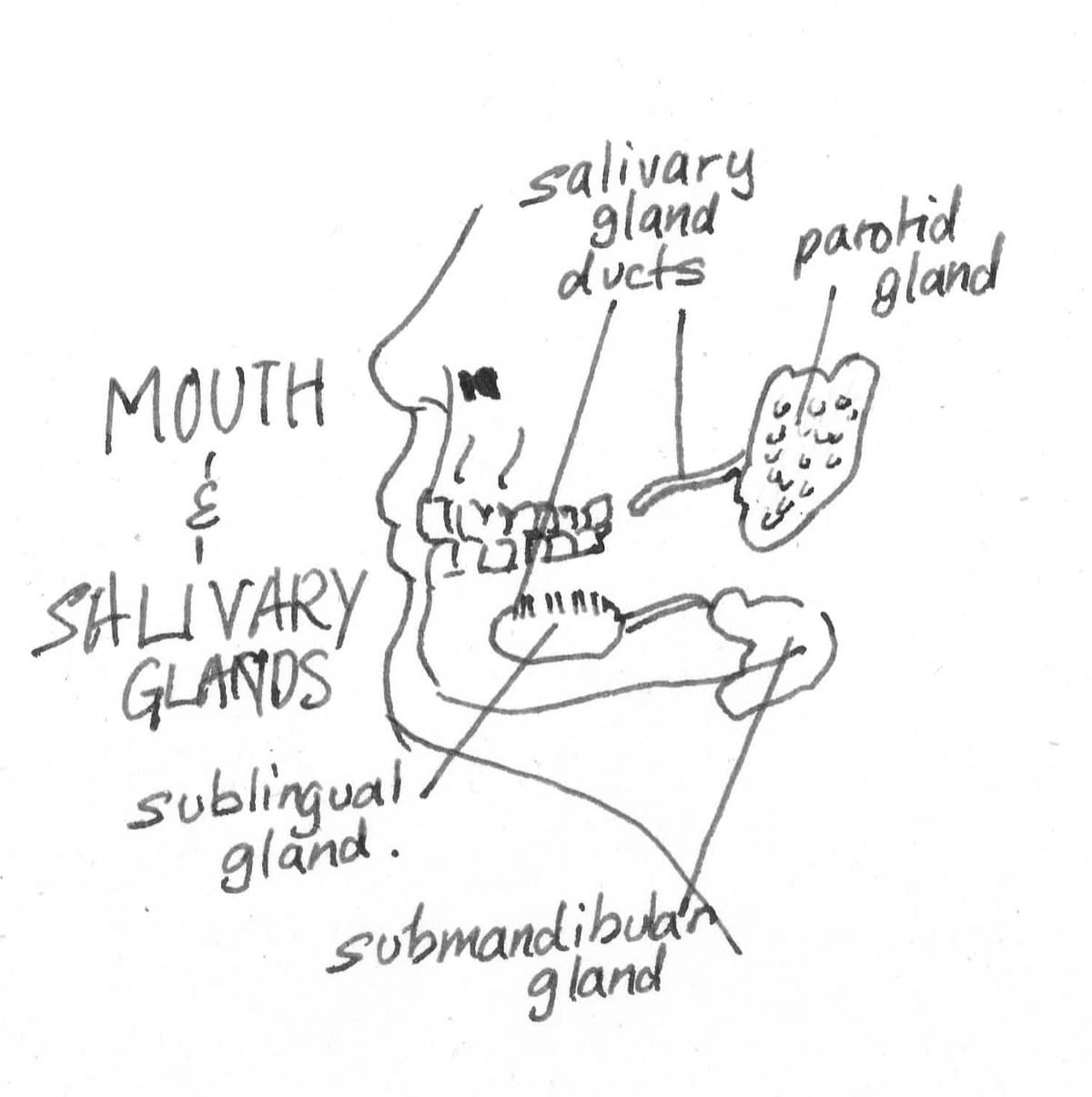 Mouth & Salivary Glands