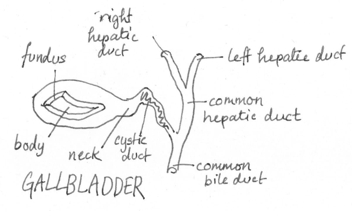 Gallbladder