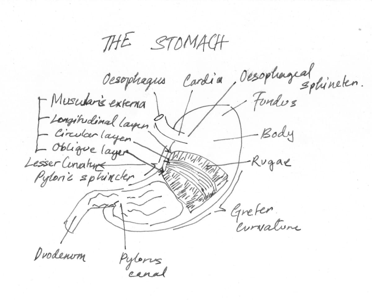 Stomach Anatomy