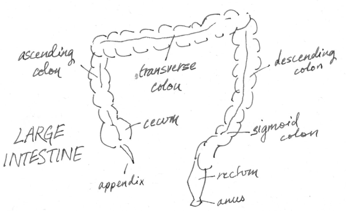 Large Intestine Anatomy