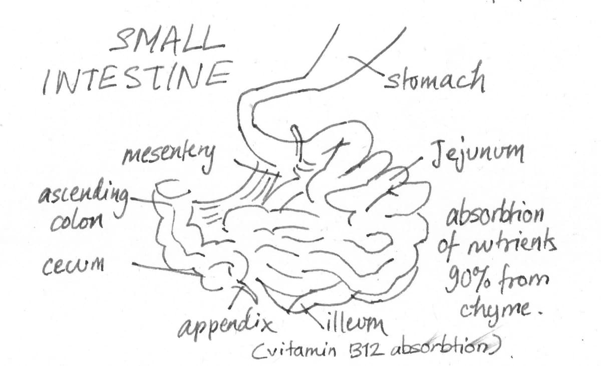 Small Intestine Anatomy