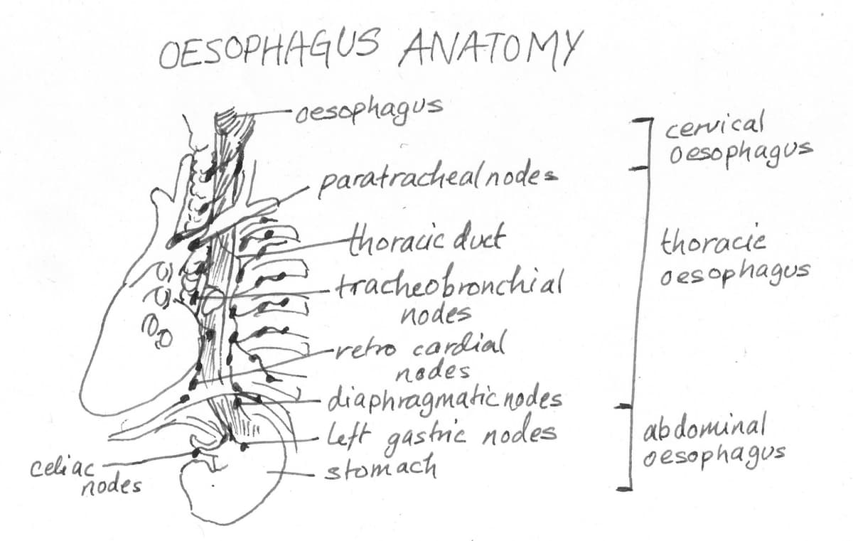 Oesophagus Anatomy