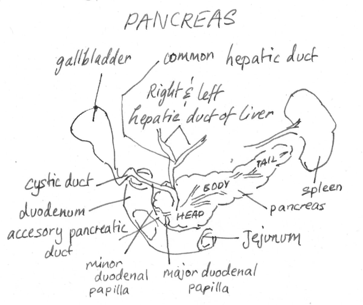 Pancreas Anatomy