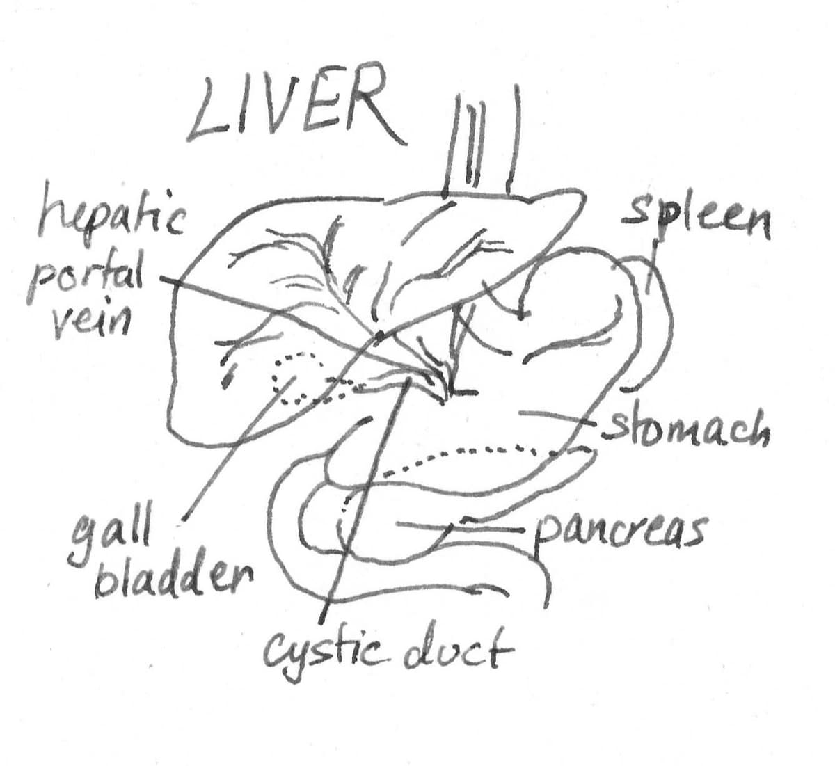 Liver Anatomy